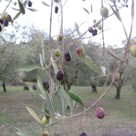 Pibitzoi Nurallào