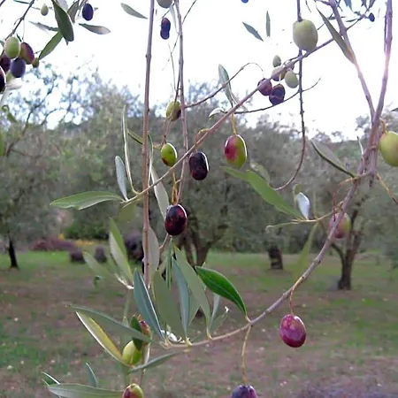 Pibitzoi 3* Nurallào