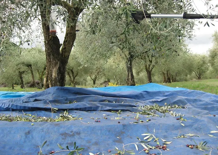 Pibitzoi Oda ve Kahvaltı Nurallào